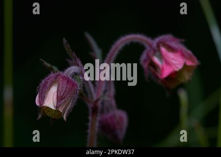 Rosenpflanze (Geum rivale). 3 rote Blumen vor schwarzgrünem Hintergrund. Ansicht nach oben. Ansicht aus niedrigem Winkel. Stockfoto