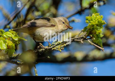 Barn Hill, Wembley, Großbritannien. 7. April 2023 WETTER IN GROSSBRITANNIEN. Ostern, Karfreitag. Ein Chiffchaff (Phylloscopus collybita) fängt und isst ein Insekt zum Frühstück an einem sonnigen Morgen. Foto: Amanda Rose/Alamy Live News Stockfoto