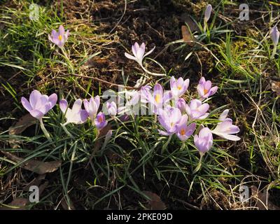 Ein Bündel von Krokusblüten, die in schwachem Sonnenlicht gesprungen sind, kündigt den Frühling an. Somerset, Februar 2023. Stockfoto