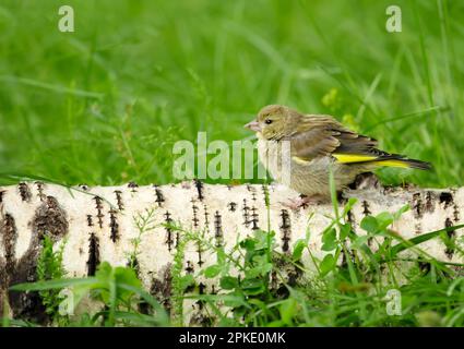 Nahaufnahme eines jungen eurasischen Siskin (Spinus spinus), hoch oben auf einem Baum. Stockfoto