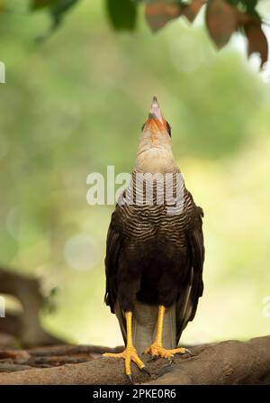 Nahaufnahme einer südlichen Karakara, die Pantanal, Brasilien, anruft. Stockfoto