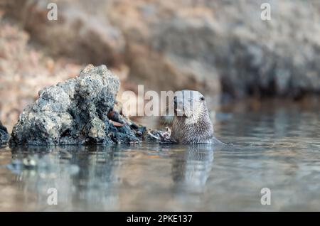 Nahaufnahme eines neotropen Otters, der Fisch im Wasser isst, Pantanal, Brasilien. Stockfoto