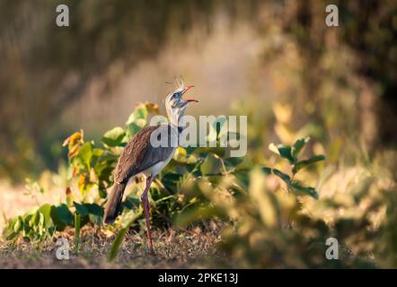 Nahaufnahme eines rotbeinigen Seriemas, der Pantanal Brazil anruft. Stockfoto