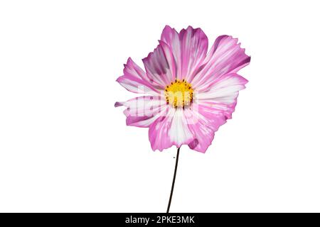 Isoliert gegen weiß: Cosmos Cosmea blüht, zweifleckig rosa und weiß. Stockfoto