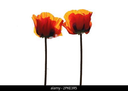 Rote Mohnblumen, Mohnblumen, isoliert gegen weiß. Stockfoto