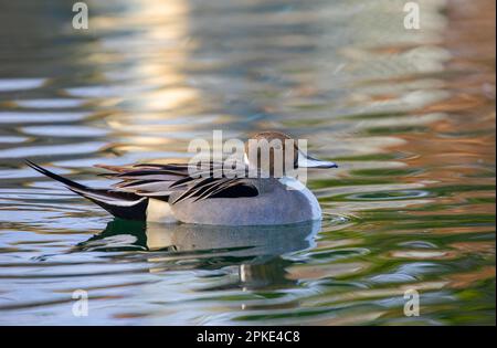 Nördliche Pintail-Ente männlich (Anas acuta), schwimmend auf einem lokalen Winterteich in Kanada Stockfoto