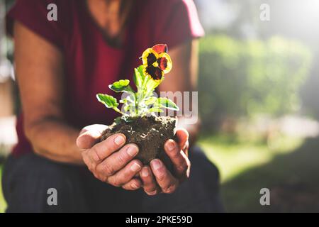 Seniorin hält violette Blume in der Hand, gärtnert an einem sonnigen Tag Stockfoto