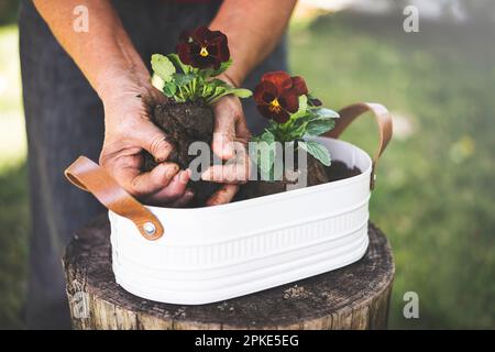 Seniorin, die an einem sonnigen Frühlingstag Blumen tötet Stockfoto