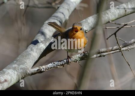 Europäisches Rotkehlchen (Erithacus rubecula) singt auf einem Zweig Stockfoto