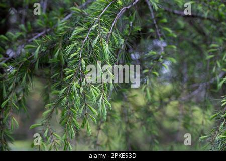 Cedrus deodara, die Deodar-Zeder im Frühling, die Himalaya-Zeder oder Deodar, ist eine im Himalaya heimische Zeder-Art. Stockfoto