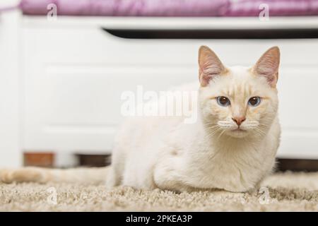 Eine schöne weiße Katze mit großen blauen Augen, die auf einem dicken Teppich liegt Stockfoto