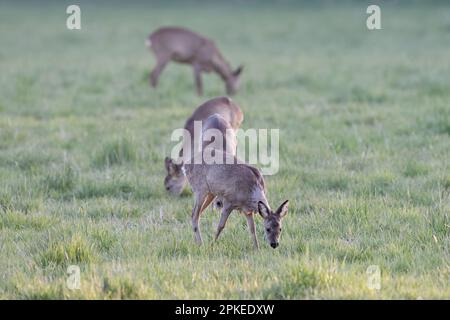 In einer Herde weiden... Rotwild ( Capreolus capreolus ), einige Rotwild am frühen Morgen, mehrere Weiden Stockfoto