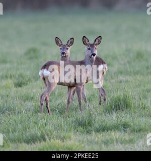 Achtung... Rotwild ( Capreolus capreolus ), Rotwild am frühen Abend, zwei aufmerksame Hirsche Stockfoto