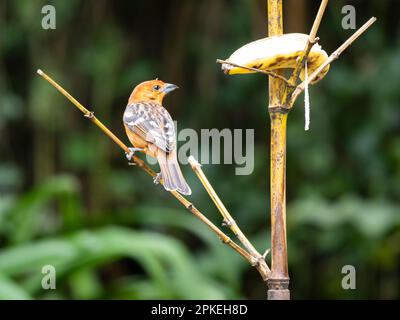 Flammenfarbener Tanager (Piranga bidentata) in Savegre, Costa Rica Stockfoto