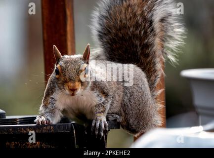 Ein graues Eichhörnchen kommt an Deck an Stockfoto
