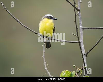 Sozialer Fliegenfänger (Myiozetetes similis) in der Biologischen Station Las Cruces, Costa Rica Stockfoto