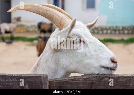 Saanenziegen in weißer Farbe auf einem Bauernhof aus der Nähe. Stockfoto