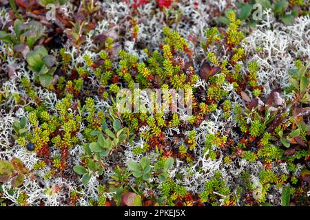 Eine Nahaufnahme der typischen Bodenvegetation der Lofoten in Norwegen Stockfoto