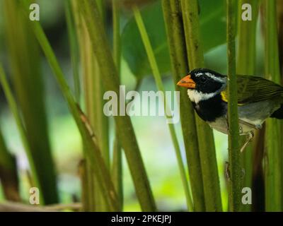 Orangenschnabel (Arremon aurantiirostris) in der Biologischen Station Las Cruces, Costa Rica Stockfoto