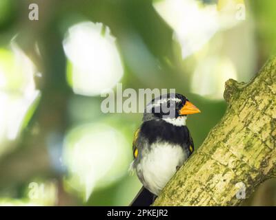 Orangenschnabel (Arremon aurantiirostris) in der Biologischen Station Las Cruces, Costa Rica Stockfoto