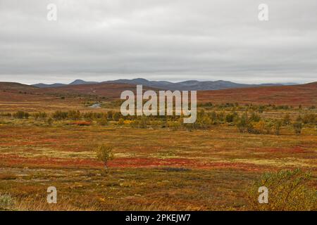 Im Frühherbstlaub im Troms Og Finnmark County, Norwegen Stockfoto