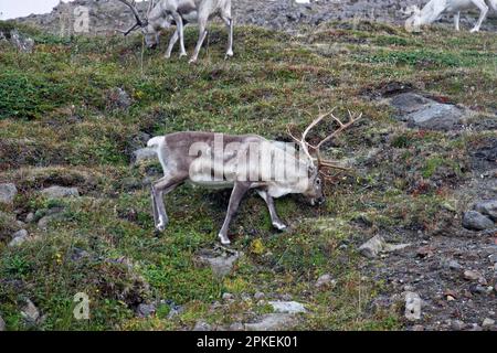 Rentiere auf der Insel Magerøya, Troms Og Finnmark County, Norwegen Stockfoto