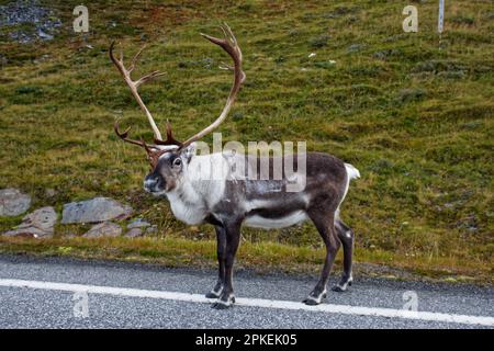 Rentiere auf der Insel Magerøya, Troms Og Finnmark County, Norwegen Stockfoto