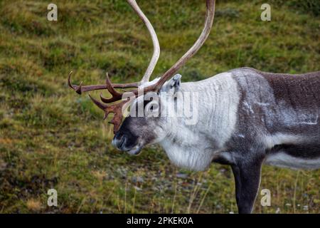 Rentiere auf der Insel Magerøya, Troms Og Finnmark County, Norwegen Stockfoto