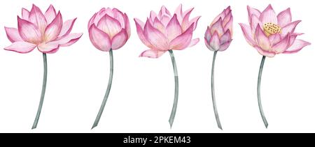 Set Mit Pinkfarbenen Lotusblumen. Handgezeichnete Aquarelle mit Blumenmotiv auf isoliertem Hintergrund für Grußkarten oder Hochzeitseinladungen. Exotische Wasserlilie für Zen-Design. Botanisches Zeichnen von Wasserlilien. Stockfoto