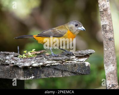 Scharlachtanager (Ramphocelus passerinii) in der Biologischen Station Las Cruces, Costa Rica Stockfoto