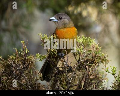 Scharlachtanager (Ramphocelus passerinii) in der Biologischen Station Las Cruces, Costa Rica Stockfoto