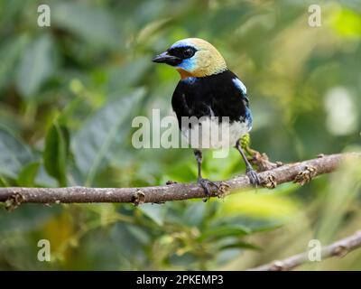 Tänzer mit goldenem Kapuze (Stilpnia-Larven) in der Biologischen Station Las Cruces, Costa Rica Stockfoto