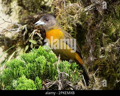 Scharlachtanager (Ramphocelus passerinii) in der Biologischen Station Las Cruces, Costa Rica Stockfoto