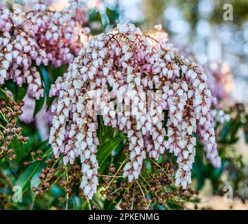 Eine Makroaufnahme von weißen und pinkfarbenen, glockenförmigen Blumen in einem Cluster. Stockfoto