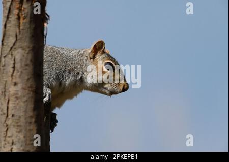 Graues Swuirrel, Sciurus carolinensis, das hinter einem Baumstamm guckt. Seitenansicht, Blick nach rechts Stockfoto