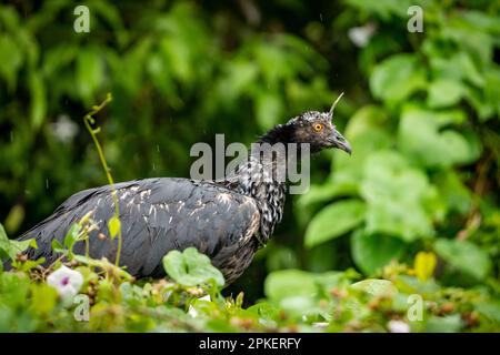 Horned Screamer (Anhima cornuta) des peruanischen Amazonas Stockfoto