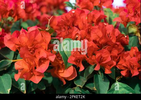 Blumen im Hintergrund. Wunderschöne Naturszene mit blühenden Blumen im Sonnenschein. Sommerblumen. Vollformataufnahme Farbenfroher Blumen Stockfoto