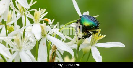 käfer auf weißen Wildblumen, Nahaufnahme auf grünem Hintergrund Stockfoto