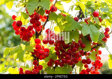 Zweig mit roten Johannisbeeren auf Beerenbusch im Garten. Früchte der Sommersaison bei Sonnenlicht Stockfoto