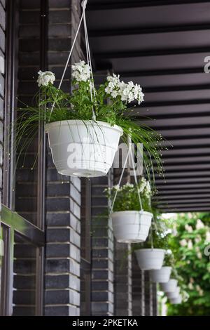 Weiße Blumen in weißen Töpfen, die auf der Straße hängen Stockfoto