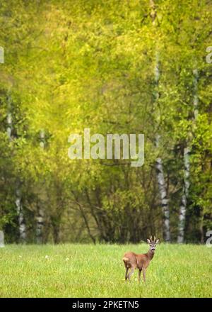 Ein junger männlicher Hirsch oder Buck auf einer üppigen grünen Wiese, die in die Kamera schaut, üppige grüne Birken im Hintergrund Stockfoto