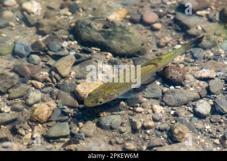 Eine Schar Fische schwimmt im Wasser des Sees auf der Schale Stockfoto