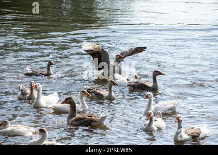 Eine Gruppe einheimischer weißer Bauerngänse schwimmen und spritzen Wassertropfen in schmutzigem schlammigen Wasser, genießen Sie die ersten warmen Sonnenstrahlen, Frieden und Ruhe der Natur, rein Stockfoto