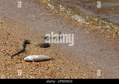 Wasserschlange Natrix tessellata am Strand. Stockfoto