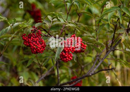 Charakteristischer und auffälliger kleiner Bergbaum mit roten Beeren. Sorbus aucuparia, gemeinhin Rowan und Bergreasche genannt. Stockfoto