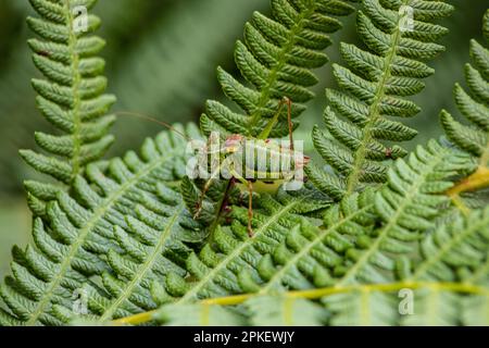 Steropleurus pseudolus Saddle Buschkricket großer Heuschrecken ohne Flügel grün. Endemisch. Tageslicht Stockfoto