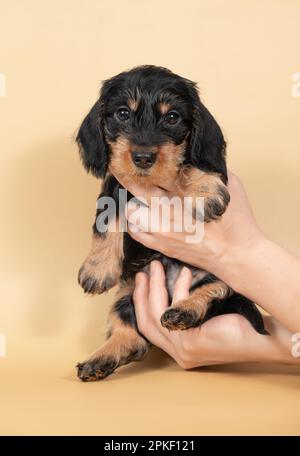 Kleiner Welpe mit Drahthaarigem Dackel an den Händen einer Person auf hellem Hintergrund. Porträt des Hundes. Süße Haustiere Stockfoto