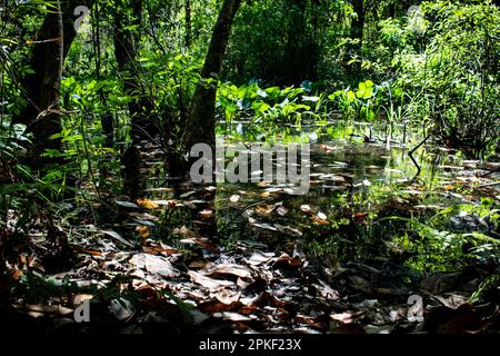 Ein ruhiger Fluss fließt durch eine üppige, grüne Landschaft mit Bäumen und Laub Stockfoto
