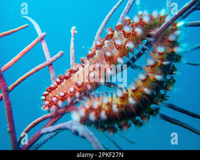 Feuerwürmer (Hermodice carunculata) auf dem Wrack des Prinzen Albert in der Karibiksee, Roatan, Bay Islands, Honduras Stockfoto