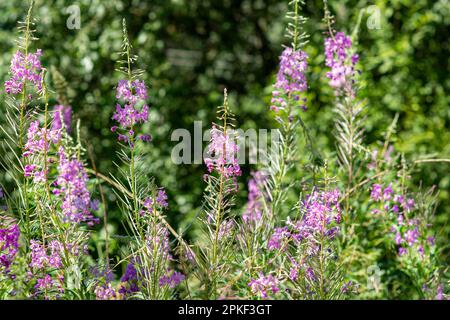 Iwan-Tee, Kiprei, Kräutertee mit rosa Blumen auf dem Feld, sammelt Blätter zur Gärung, verschwommener Fokus Stockfoto